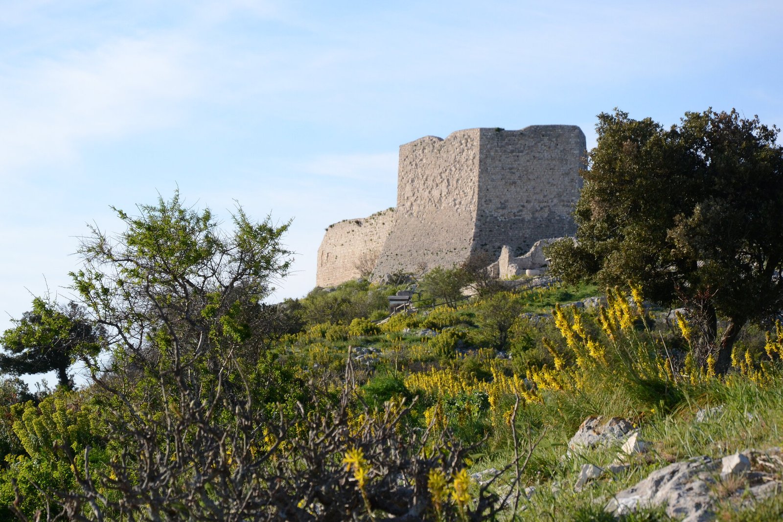 Apricena